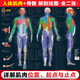 人體肌肉與骨骼解剖掛圖（人郵體育出品）