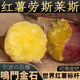 田良季進口品種·鳴門金時紅薯【JD/順豐-多地次日達】新鮮海南番薯地瓜 凈重10斤果【蕞劃算】 大果（單果3兩-7兩）禮盒裝