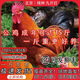 一斤純種九斤紅巨型雞散養九斤黃紅玉380紅玉公雞大公雞活苗幼苗 每只0.8-1斤4只（公母下單備注）