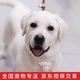 涴喵純種拉布拉多幼犬血統(tǒng)家養(yǎng)寵物狗活體拉不拉多大型犬幼崽 寵物級 【奶油色拉不拉多】