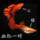 寵以沫血紅孔雀魚熱帶魚血紅大背活體熱帶觀賞魚純種孔雀魚純種大尾巴 純種血紅公魚2條孕母2條