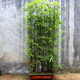 青竹紫竹金鑲玉竹苗綠植室外庭院圍墻觀(guān)賞植物 紫竹1厘米粗(5棵裝）