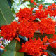 鼎曳嫁接桂花樹(shù)樹(shù)苗流蘇樹(shù)四季桂耐寒庭院八月桂開(kāi)花金桂丹桂盆栽地栽 朱砂桂 2公分粗【盆栽】