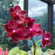 【帶花劍】蝴蝶蘭精品大花苗蝴蝶蘭盆栽花苗室內陽(yáng)臺花卉綠植好養 瑞納斯（蠟質(zhì)香味） 五年苗不帶花劍無(wú)贈品