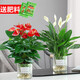 綠有意白掌盆栽一帆風順水培植物室內(nèi)好養(yǎng)花卉綠植水養(yǎng)四季開花植物盆栽 【2盆套餐】白掌+紅掌【圓缸玻璃 含盆