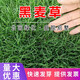 簡雪進(jìn)口草坪種子草籽矮生四季青庭院綠化四季常青護(hù)坡免修剪草種子 黑麥草種子1斤