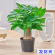 發(fā)財(cái)樹盆栽 · 辦公室盆栽客廳陽臺(tái)室內(nèi)綠植盆栽 ·招財(cái)進(jìn)寶 大葉·三桿發(fā)財(cái)樹【精品棕侖盆】 祝財(cái)源滾滾