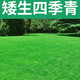 鑫意（xinyi）草坪種子矮生草籽庭院綠化四季青護坡草種子矮生四季青源頭直發(fā)
