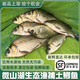 捕漁笙微山湖生態(tài)鯽魚(yú)(凈膛)淡水魚(yú)現捕新鮮活魚(yú)現殺生鮮老人孕產(chǎn)婦燉湯 小號鯽魚(yú)（每斤6-8條） 5斤（宰殺后損耗15％）