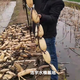 淺水藕種根蓮藕種藕深水藕種 高產(chǎn)食用蓮藕種苗 藕帶苗藕苗 高產(chǎn)巨無霸 蓮藕苗5棵裝（帶芽發(fā)貨）