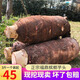 荔芋香新芋頭正宗福鼎檳榔芋頭福建特產(chǎn)新鮮大芋頭芋艿香芋包郵1個3斤裝 3斤一個裝