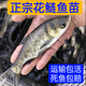 花鰱魚苗大頭魚苗淡水養(yǎng)殖鰱鳙魚苗胖頭魚食用活體四大家魚苗正宗 優(yōu)質(zhì)花鰱魚苗 10-13厘米30條送3條防損