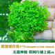 森淵（SENYUAN） 魚(yú)缸前景草水草活體趴地爬地矮珍珠挖耳牛毛氈迷你矮天湖葵 爬地矮珍珠5cm網(wǎng)片