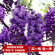 【2株裝 開(kāi)花多】長(cháng)穗豐花紫藤花苗爬藤植物藤蔓紫藤花樹(shù)苗蘿老樁盆栽四季開(kāi)花庭院 三尺藤5年苗(2株裝) 不含盆