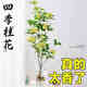 水培四季桂花樹苗陽臺盆栽室內(nèi)水養(yǎng)濃香型花卉室內(nèi)辦公桌好養(yǎng)植物 桂花單發(fā)植物30-40厘米+吊牌