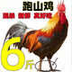 散養(yǎng)兩年老公雞 農(nóng)村大公雞現(xiàn)殺鮮雞肉土雞 殺后凈重5斤 散養(yǎng)大公 殺后凈重-6斤