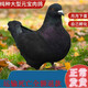 芊姹元寶鴿子特大一對超大體巨型鴿子活一對大型肉鴿種鴿活體活物幼鴿 優(yōu)質(zhì)黑色元寶青年一對