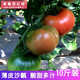 舍客（SGOOR）草莓西紅柿 沙瓤自然熟 新鮮水果番茄密云鐵皮柿子適合生吃 京彩番茄 10斤 超值裝 酸甜可口