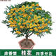 桂花樹苗桂花苗盆栽金桂四季桂室內外濃香型陽臺花卉綠植庭院盆景 四季金桂四季開花濃香 3年苗當年開花