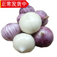 辰實(shí)【新蒜】云南獨(dú)蒜 干大蒜 獨(dú)頭蒜 農(nóng)家紫皮大蒜頭 中果（個(gè)個(gè)挑選） 5斤