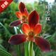 價(jià) 蘭花苗春蘭 豆瓣蘭 紅河紅  自然蘭花苗室 1苗價(jià)格 不含盆