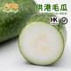 東升供港毛瓜500g 節(jié)瓜炒菜煲湯  火鍋食材廣州新鮮蔬菜配送 500g