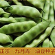九月青種子東北油豆角種子將軍豆紅綠油豆小油豆蕓豆蔬菜籽易種 正宗九月青油豆種子【包發(fā)芽】 52粒