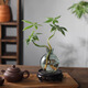 八芽發(fā)財樹(shù)小盆栽花卉水培植物客廳桌面綠植室內四季招財樹(shù)辦公室好養 雙桿發(fā)財樹(shù)-小藍瓶-含密胺托 含盆