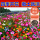 駿楷園林格?；ǚN子矮桿波斯菊種子庭院花籽草花組合四季開(kāi)花易活室外花卉 混色野花組合種子一斤