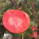 蘋(píng)果苗 蘋(píng)果樹(shù)苗 果苗 果樹(shù)苗 苗木 庭院農田陽(yáng)臺盆栽地栽南北方種植當年結果 紅肉 6年苗當年結果