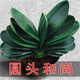 花友君子蘭盆栽精品綠植花卉植物室內(nèi)圓頭和尚四大苗 【原盆原土】圓頭和尚特級8-10片葉子 不含盆