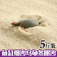 仟蕓養(yǎng)烏龜?shù)亩弋a(chǎn)蛋沙下蛋沙烏龜細(xì)沙土魚缸沙龜?shù)胺趸瘜Ｓ眉?xì)沙沙子 天然 烏龜專用沙5斤裝