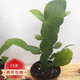 中夢(mèng)曇花苗盆栽植物室內(nèi)陽(yáng)臺(tái)庭院小葉令箭荷花 曇花中苗30-40厘米