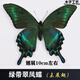 蝴蝶標(biāo)本原蝶A-真蝴蝶標(biāo)本未展翅各種原蝶雜蝶昆蟲幼兒園教學(xué)收藏 未展翅-綠帶夏型 其他長方形尺寸 獨(dú)立