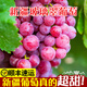 采緹【順豐】新疆玻璃翠葡萄  新鮮水果孕婦當(dāng)季時令吐魯番無籽紅提子 玻璃翠 精選四斤裝