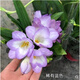 繪楓嶼   香雪蘭盆栽 帶花香雪蘭盆栽 小蒼蘭花苗帶花庭院陽(yáng)臺芳香花卉多年 藍色一盆 含加侖盆