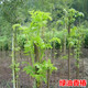 CHUANGSHIJI香椿樹(shù)苖綠油香椿苗盆栽地栽南方北方種植食用香椿樹(shù)苗紅油香椿苗 綠油香椿4年苗【當年采摘】 80cm(含)-89cm(含)