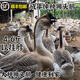 4斤重獅頭鵝苗純種四斤重發(fā)貨成年獅頭鵝苗純種假一賠十獅頭鵝苗正宗獅頭鵝苗正宗獅頭鵝苗純種 一只3-4斤左右重灰獅頭鵝【4只裝】公母備注