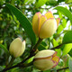 中夢(mèng)盆栽濃香型庭院花卉好養(yǎng)植物四季開花帶花苞開花不斷 濃香花卉客 黃花含笑 三年苗