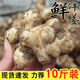 京營(yíng)現挖新鮮洋姜鬼子姜菊芋地不辣可做泡/菜醬菜咸菜生調涼拌多斤選 5斤 現挖脆洋姜 精選裝