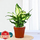 萬(wàn)年青盆栽植物粉黛銀皇后室內綠植辦公室水培小植物Z8 110#原盆萬(wàn)年青(銀皇后) 含盆
