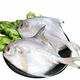 安峰山銀鯧魚(yú)5斤鮮活冷凍白鯧魚(yú)海鮮水產(chǎn)鯧魚(yú)昌魚(yú)平魚(yú)新鮮海魚(yú) 中大號4斤惠裝（6-7條/斤）