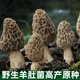 野生羊肚菌菌種家種新鮮編笠菌食用菌陽(yáng)臺庭院四季速產(chǎn)人工種植. 菌包317克【說(shuō)明書(shū)】 羊肚菌包已做出菇實(shí)驗