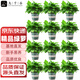 九千谷綠蘿盆栽12盆裝加侖盆自動(dòng)吸水辦公室內桌面綠蘿花卉源頭直發(fā)
