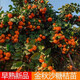 邈攀正宗金秋砂糖桔果樹(shù)苗早熟沙糖桔苗嫁接柑橘果樹(shù)苗盆栽地栽果樹(shù)苗 根部粗度2公分帶土球