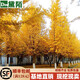 黛陌 銀杏樹(shù)苗南北方種植銀杏苗白果苗庭院綠化苗白果樹(shù)苗占地綠化苗 60-1m高（10顆） 銀杏樹(shù)