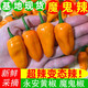 辰實(shí)【現(xiàn)摘】福建永安小黃椒 新鮮黃椒 農(nóng)家魔鬼泡椒小辣椒黃辣椒 3斤魔鬼椒（特辣）