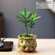自然空間羅漢松盆栽室內綠植辦公客廳桌面趣味迷你小盆景四季好養植物擺件 貓眼陶盆羅漢松+09鏤空座