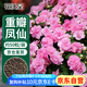 花沃里重瓣鳳仙花種子/茶花驅(qū)蛇花種子蛇滅門家庭盆栽陽臺學(xué)校種約50粒