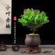 臨雅小葉赤楠老樁盆景客廳辦公室內桌面盆栽耐陰綠植物四季常青微景觀(guān) 小葉赤楠+靜陶瓷盆+復古托盤(pán)